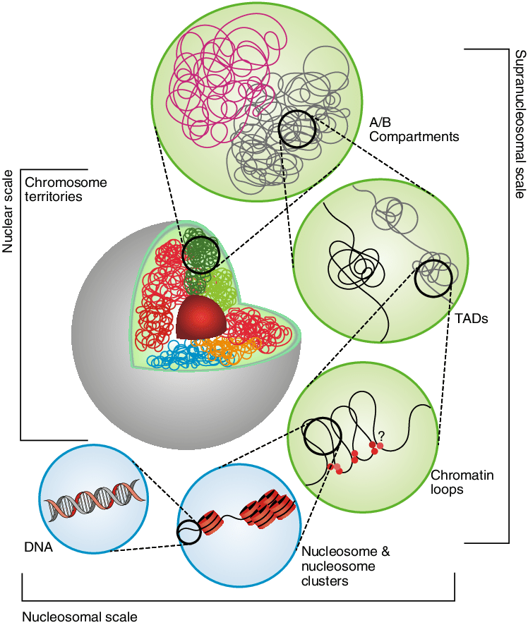 3차원 유전체 구조
