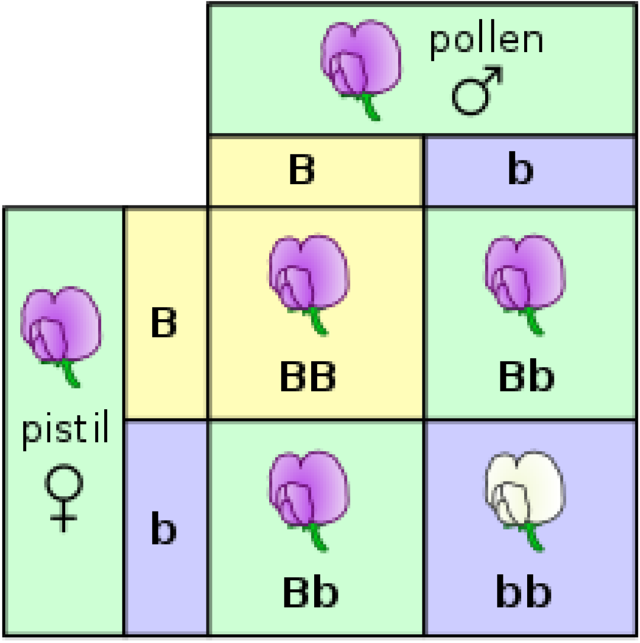 대립유전자 교배