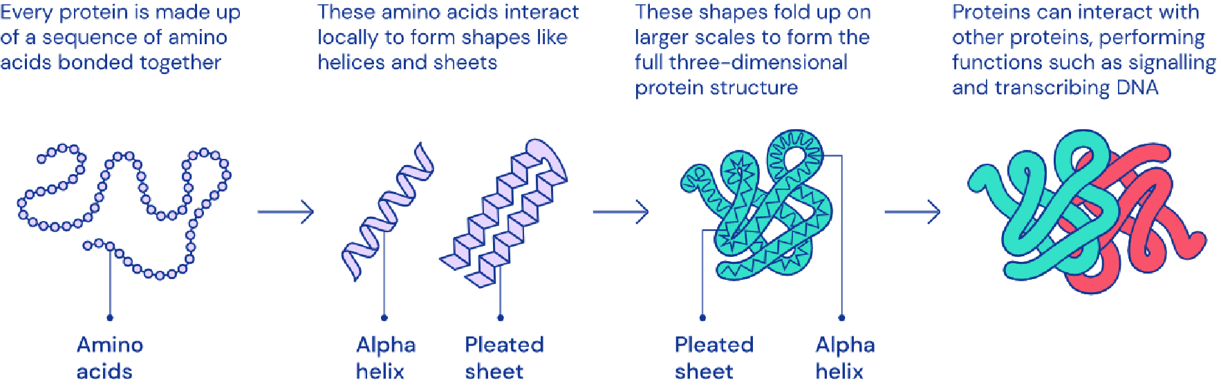 AlphaFold의 작동 원리