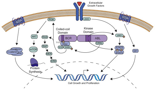 BCR-ABL과 RAS 경로