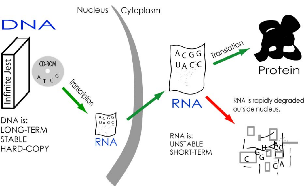 Central Dogma - 유전정보의 흐름