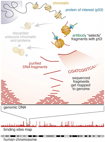 ChIP-seq 과정