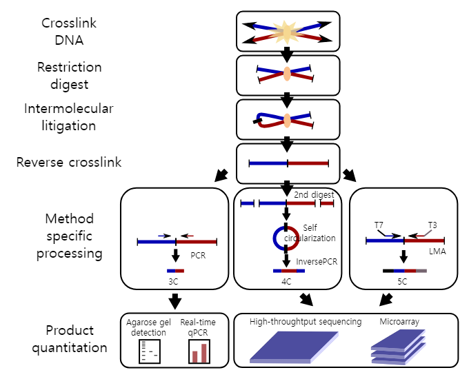 크로마틴 형태 포획