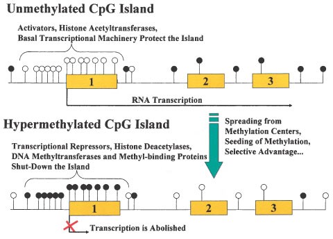 CpG Island 메틸화와 유전자 발현 조절