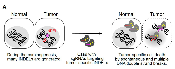 CRISPR 항암 치료