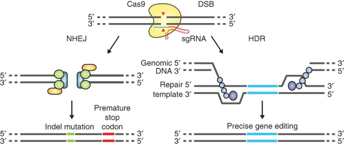 CRISPR 유전체 편집