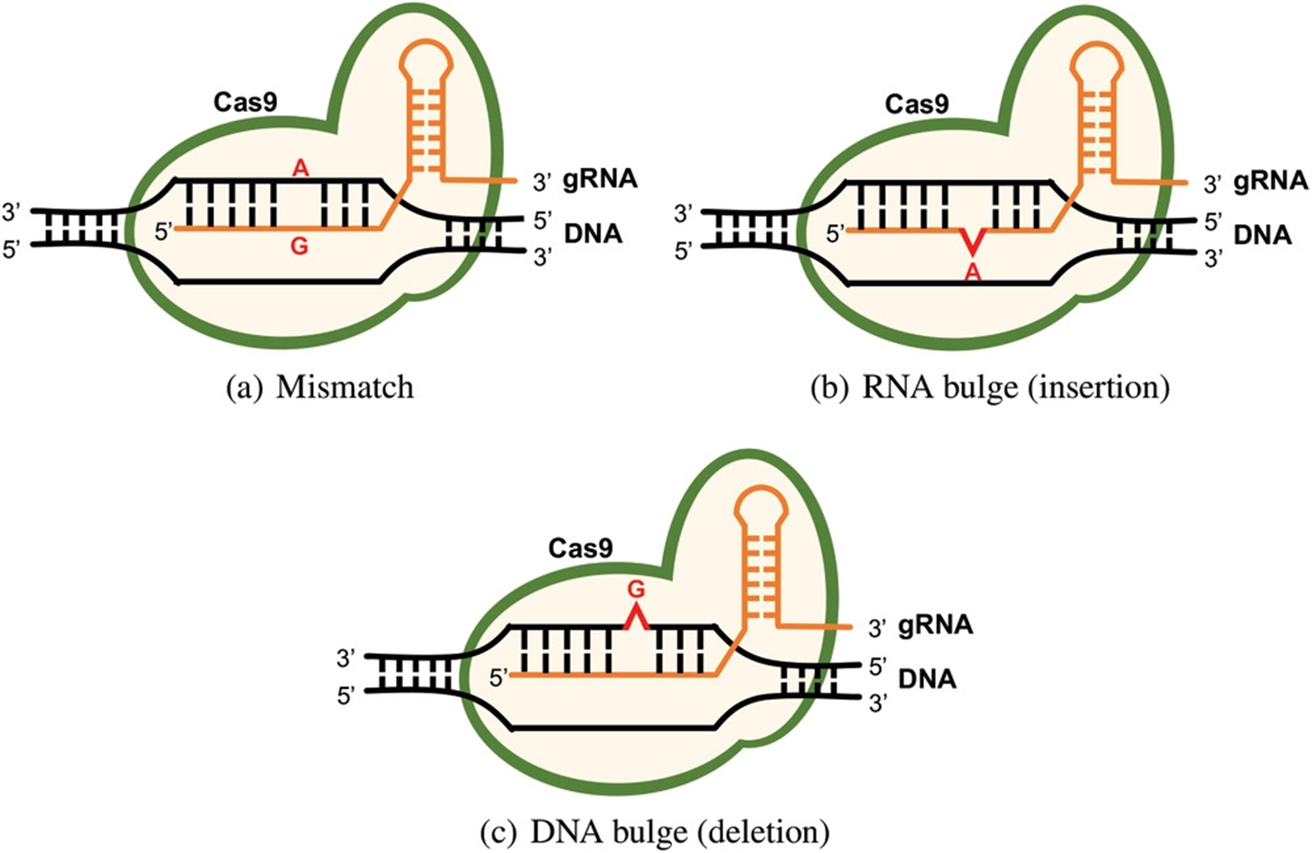 CRISPR 오프타겟