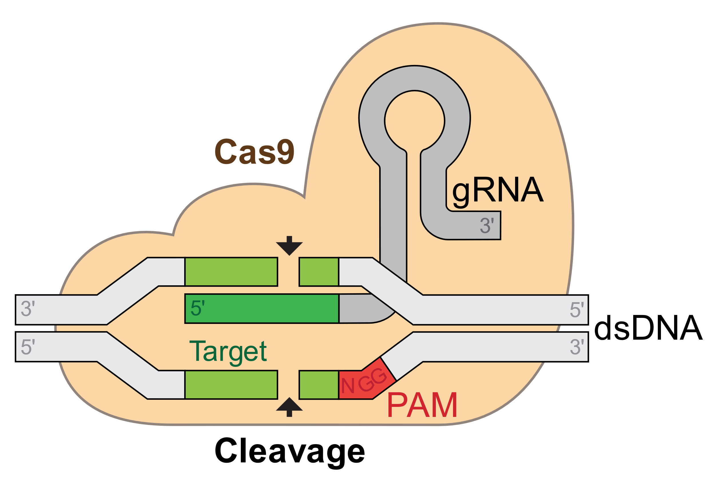 CRISPR PAM과 sgRNA