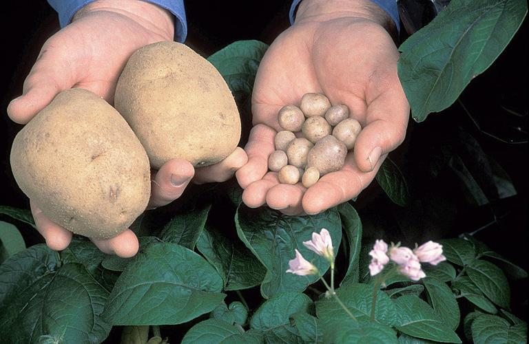 재배종과 야생종 감자