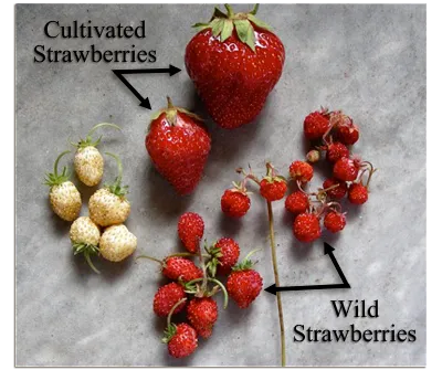 재배종과 야생종 딸기