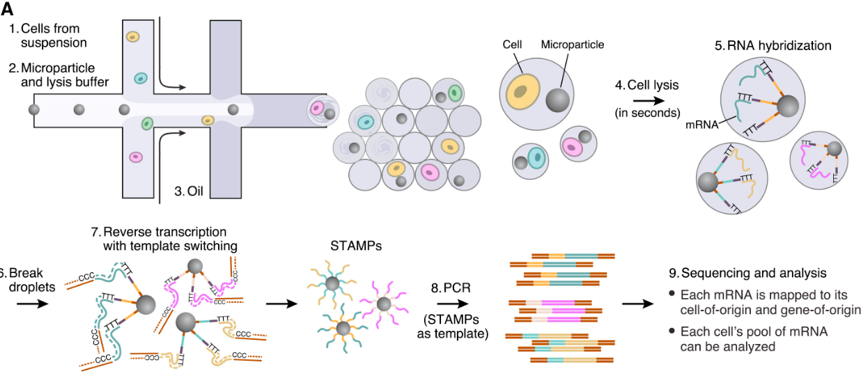 Drop-seq 기술