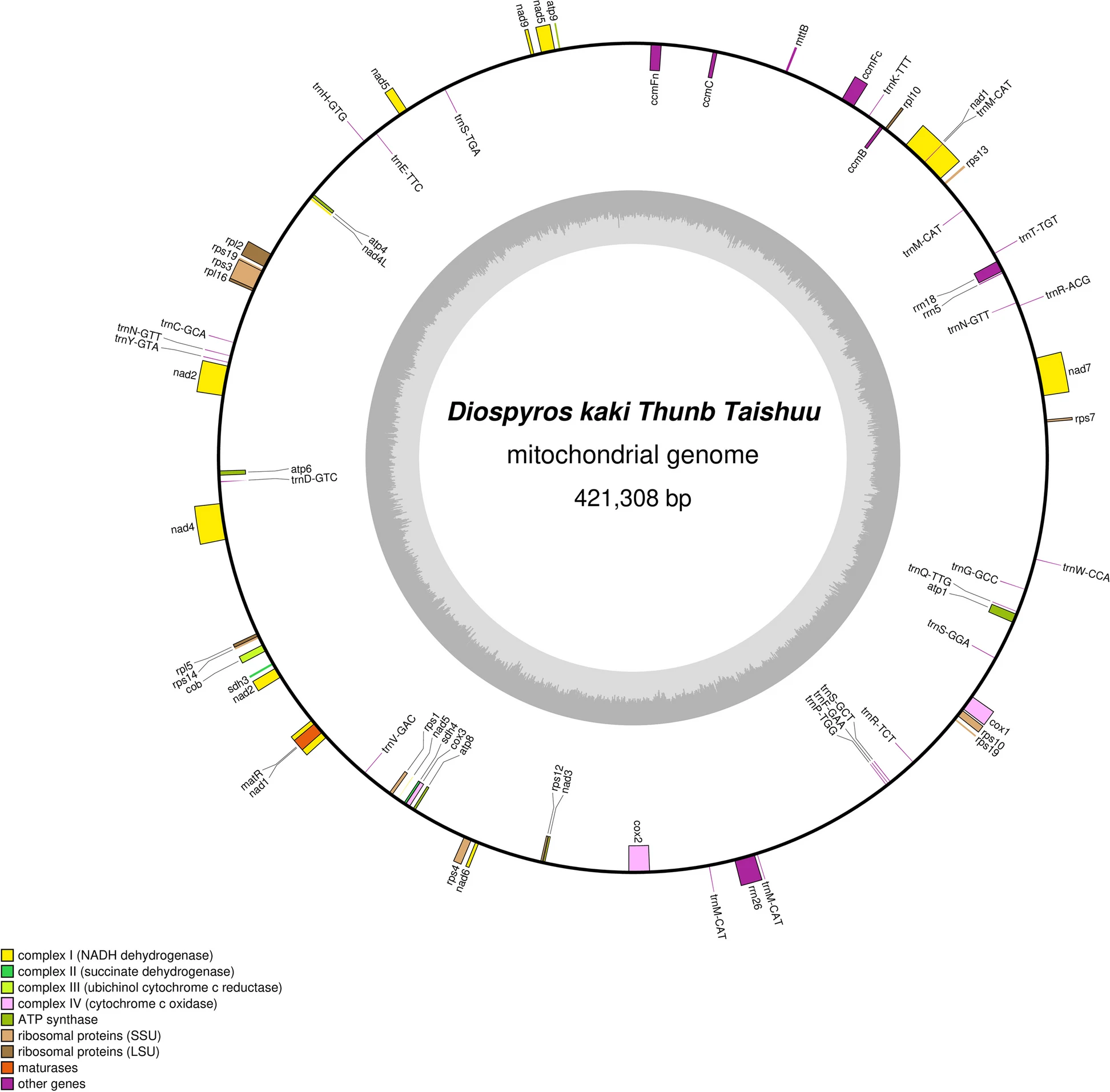 미토콘드리아 유전체 조립