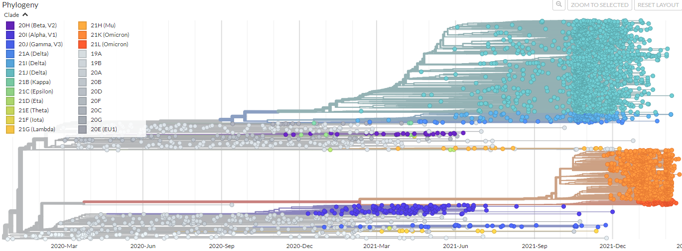 GISAID COVID-19 계통발생 세부