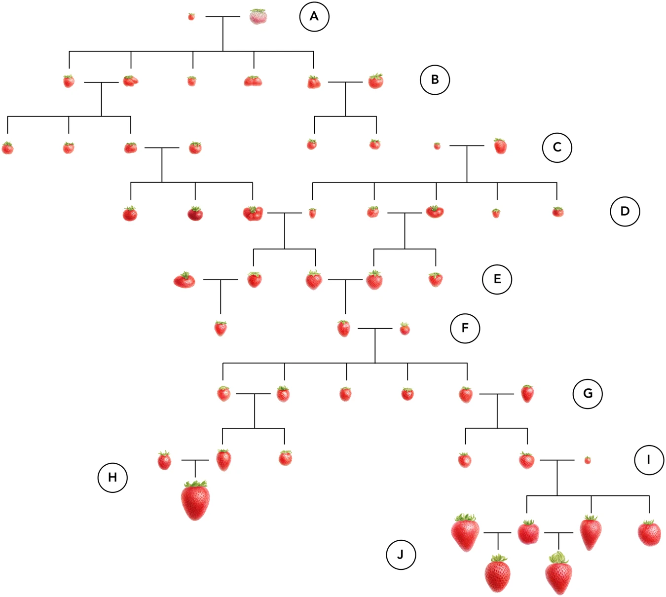 딸기 재배 역사