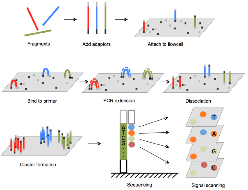 Illumina 시퀀싱 원리