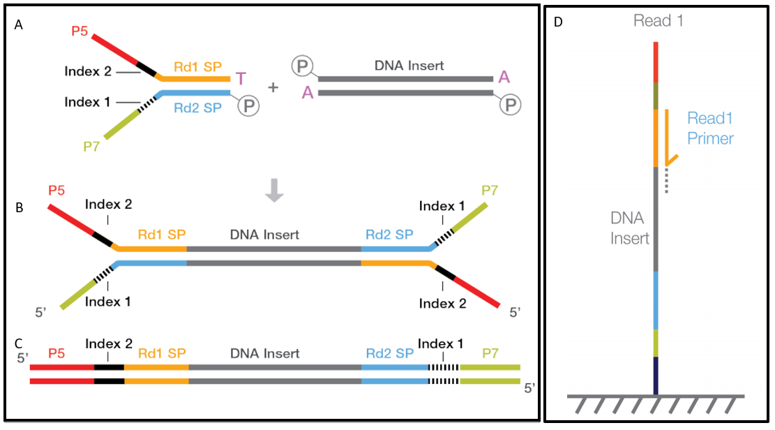 Illumina 라이브러리 구조와 시퀀싱
