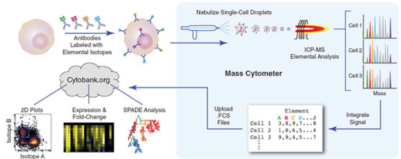 질량 세포분석법