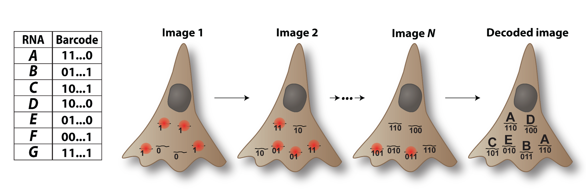 MERFISH 조합 바코딩
