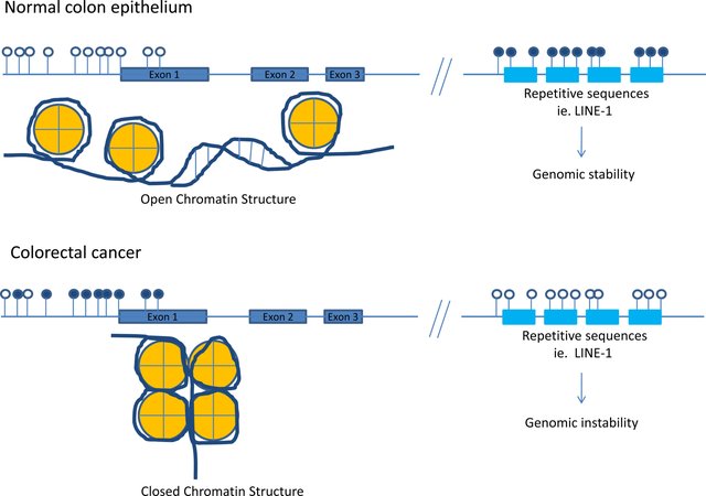 정상 세포와 암세포에서의 메틸화 패턴 차이