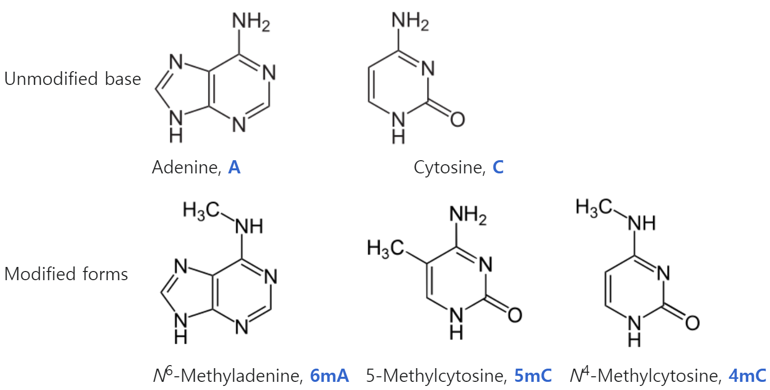 다양한 메틸화 형태