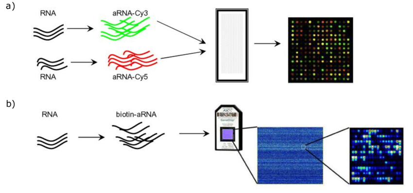 마이크로어레이 유전자 발현