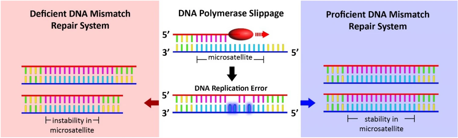 마이크로위성체 불안정성