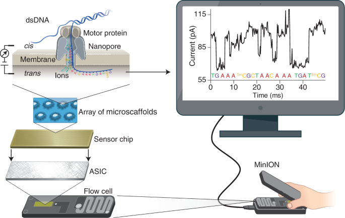 Nanopore 시퀀싱