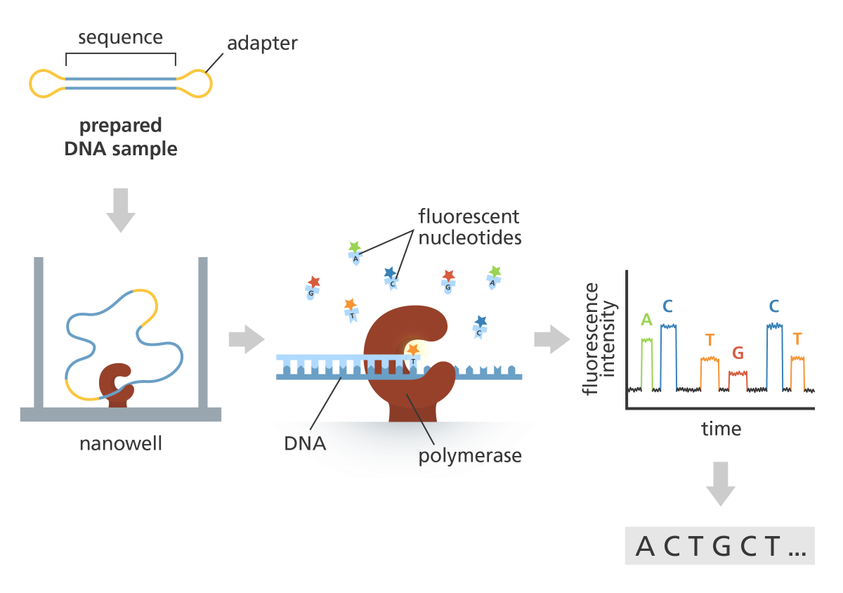 PacBio HiFi 시퀀싱