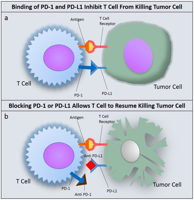 PD-L1 체크포인트