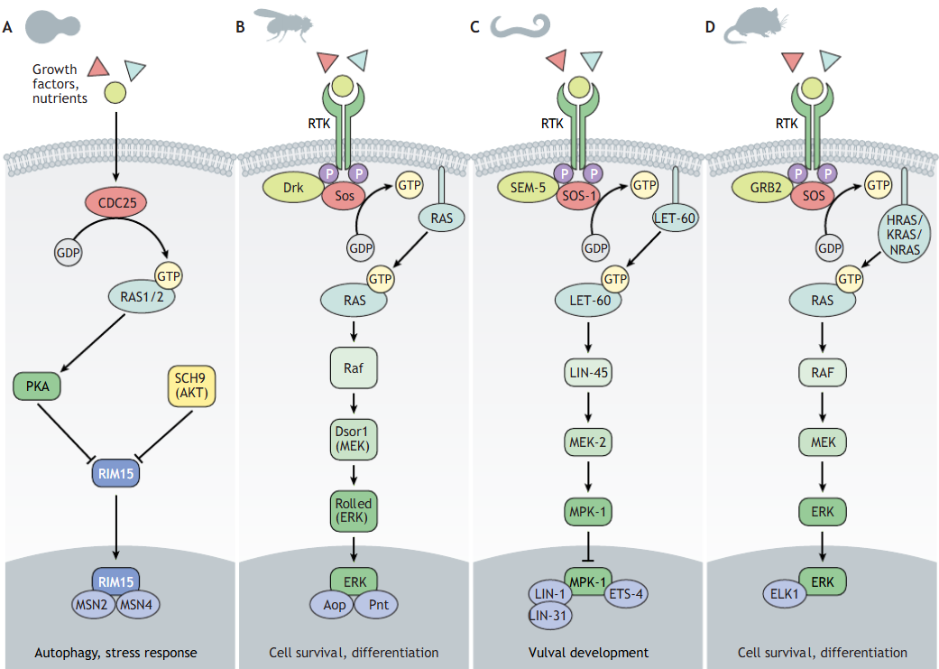 다른 생물의 RAS 경로