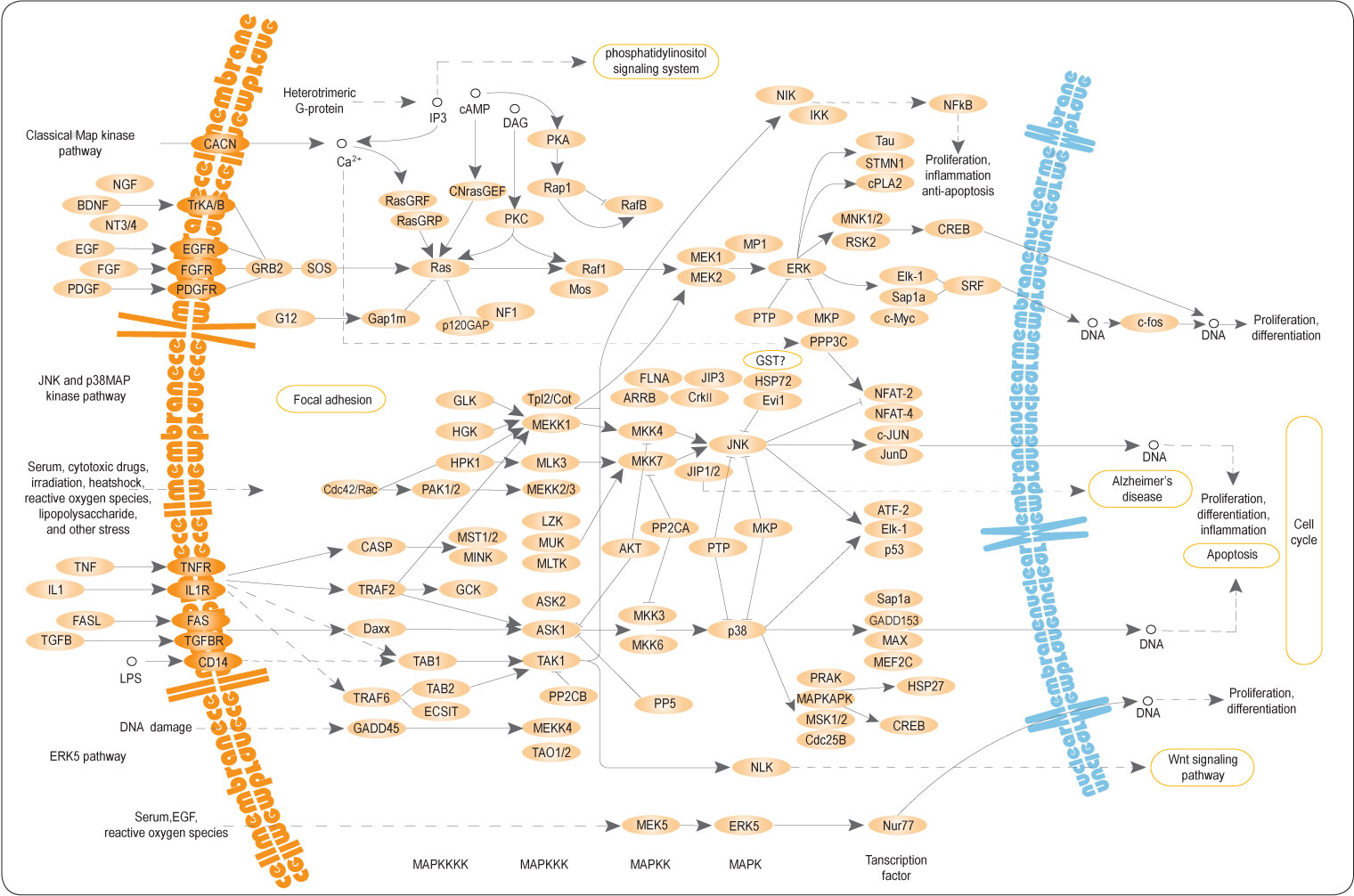 Reactome 데이터베이스