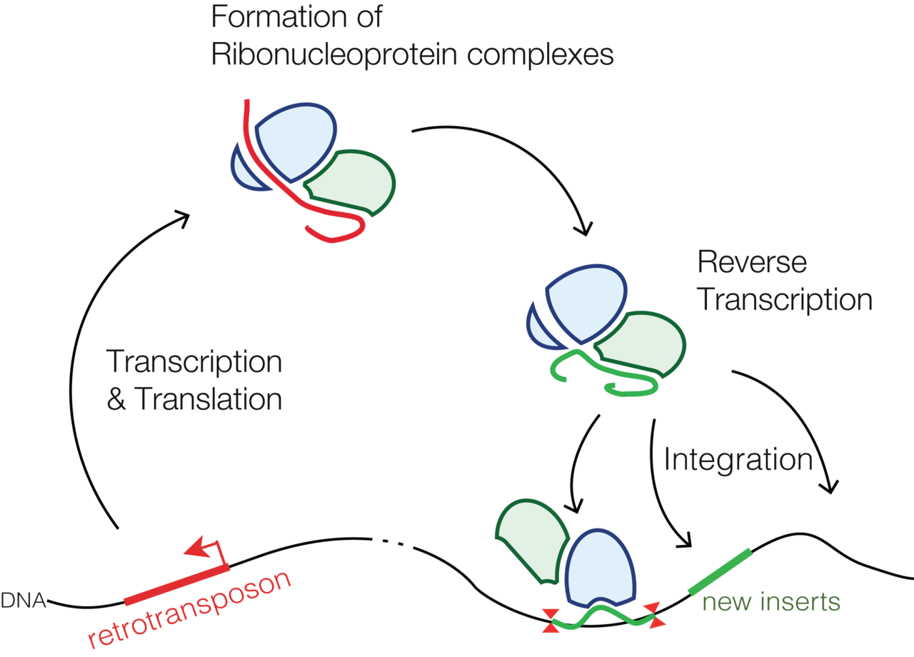 레트로트랜스포존