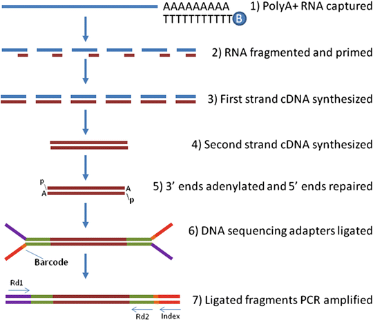 RNA-seq 라이브러리 구축