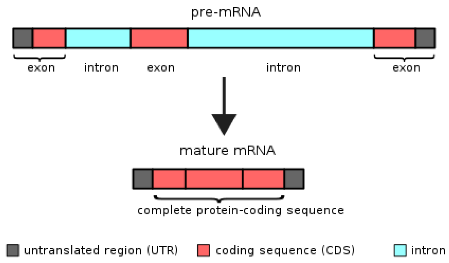 RNA 스플라이싱