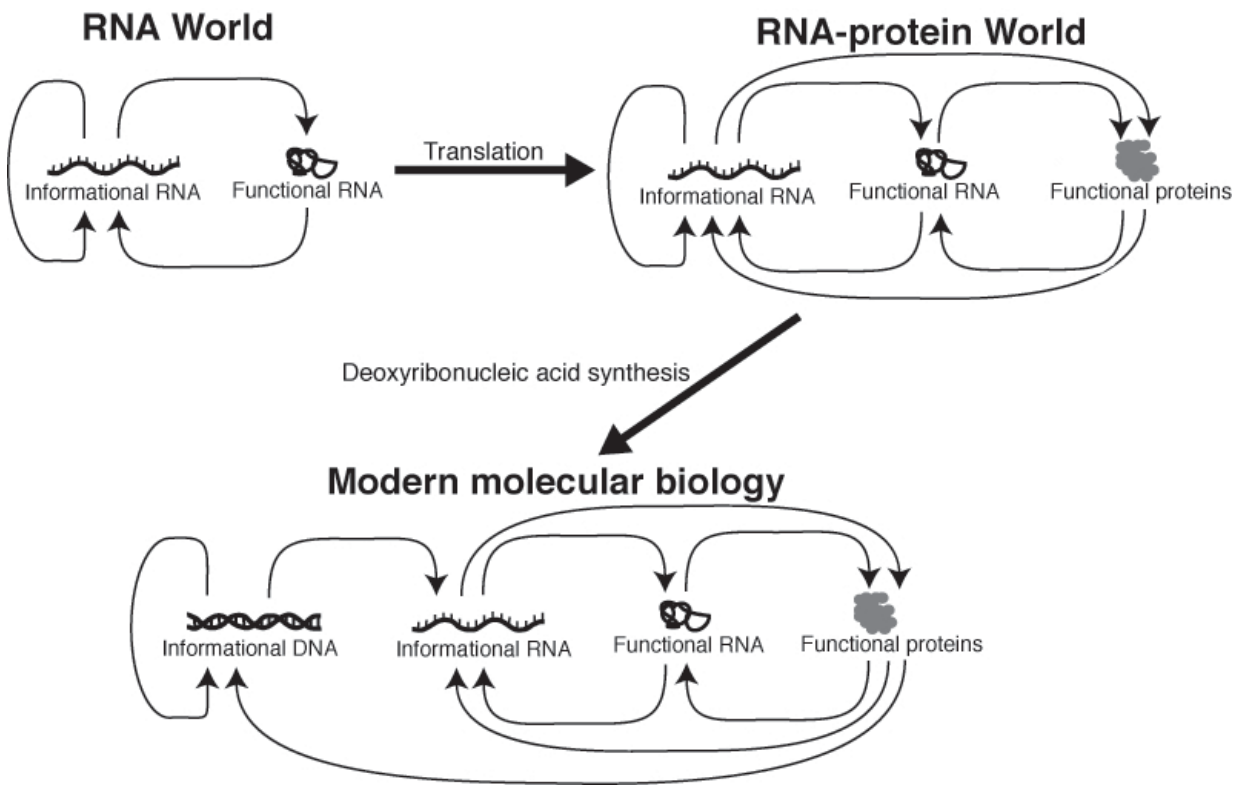 RNA World 가설