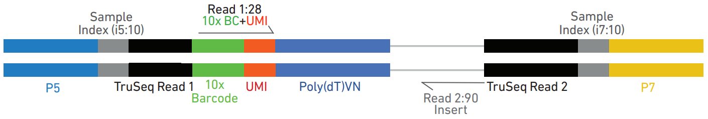 단일세포 라이브러리 구조