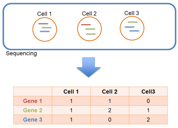 단일세포 RNA-seq 정량화
