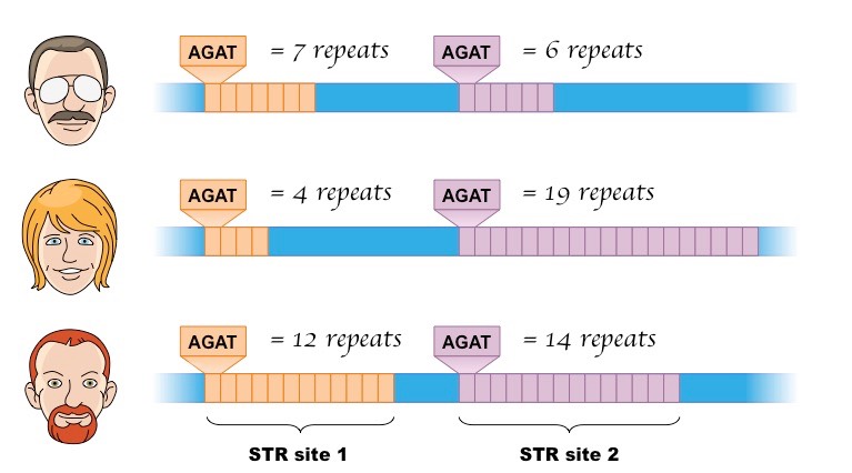단일염기반복서열(STR)의 구조