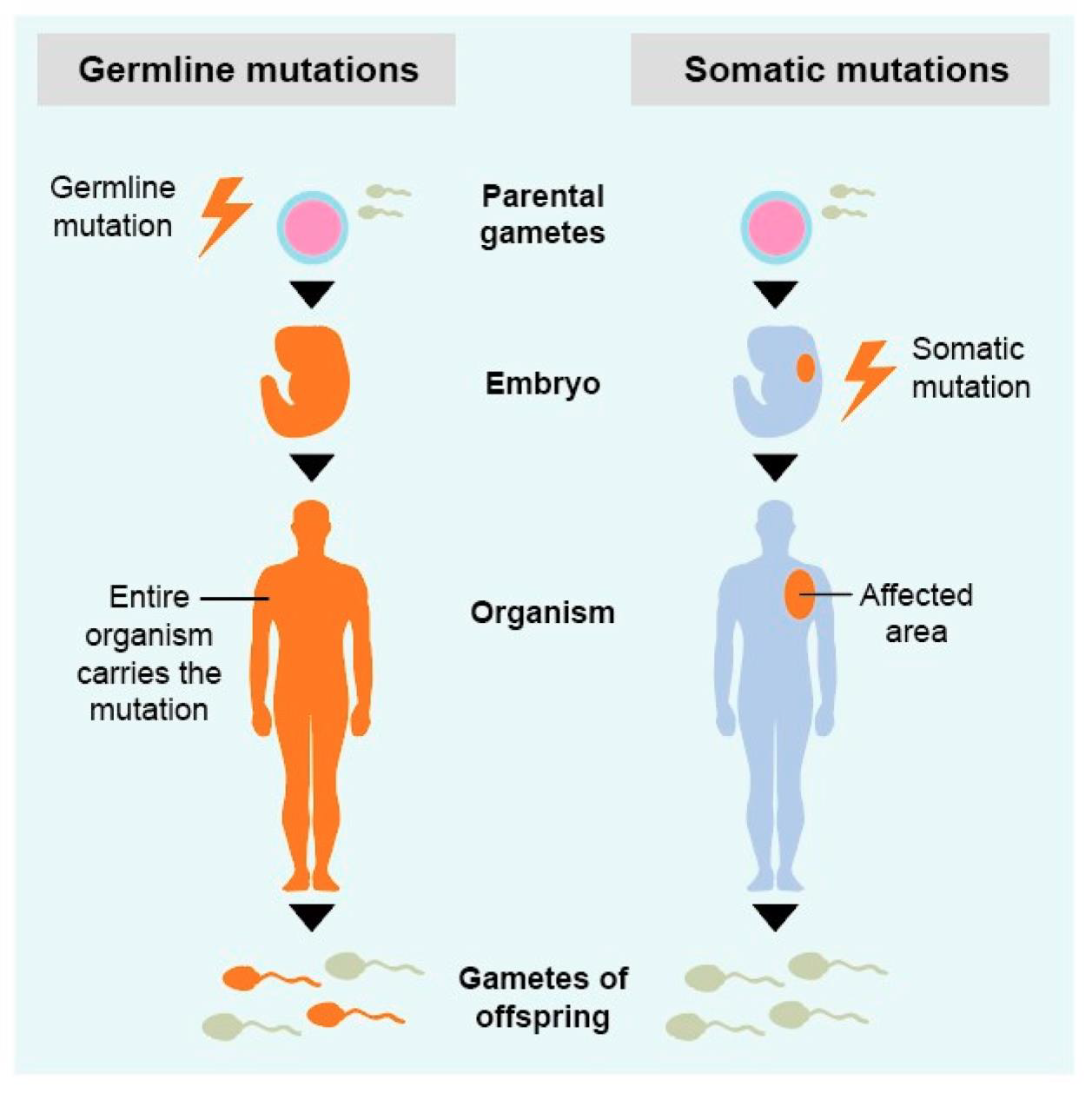 체세포와 생식세포 변이
