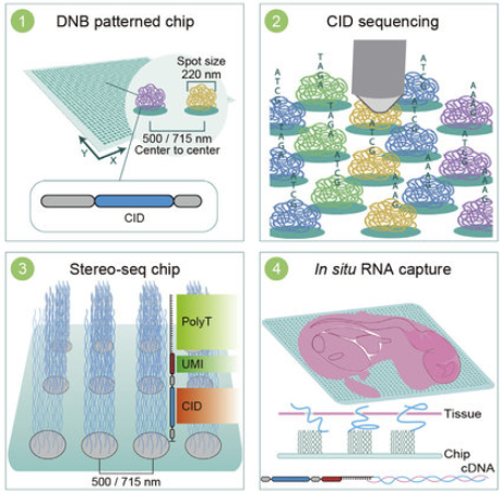 STOmics Stereo-seq