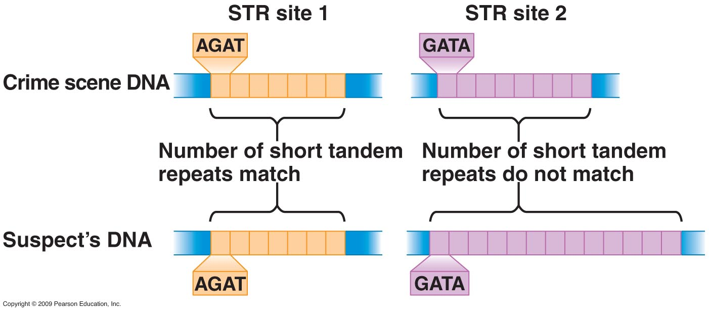 법의학 분야에서의 STR 분석
