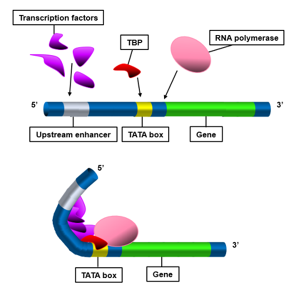 전사인자와 인핸서