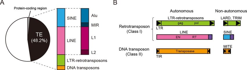 트랜스포제이블 요소