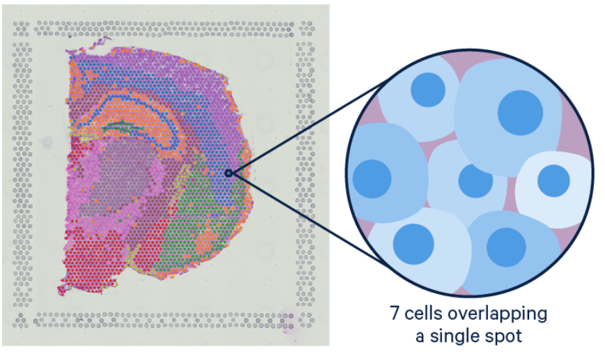 Visium 디콘볼루션 필요성