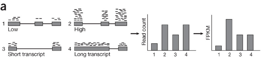 RNA-seq 정규화 필요성