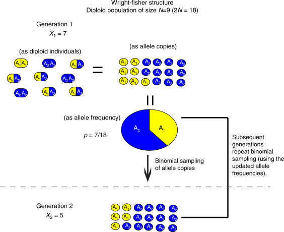 Wright-Fisher 모델